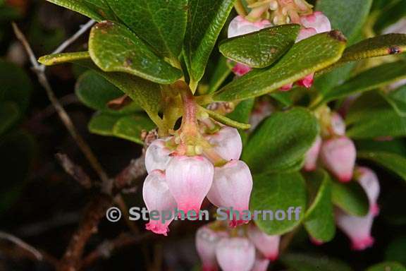 arctostaphylos uva ursi ssp monoensis 1 graphic